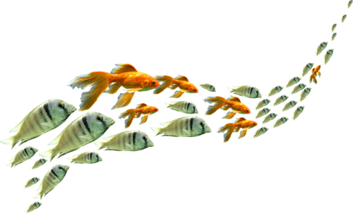 akvariumi_halak_358.png