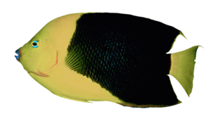 akvariumi_halak_36.png