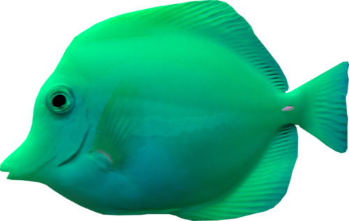 akvariumi_halak_366.png