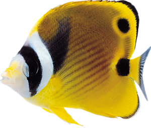 akvariumi_halak_37.png