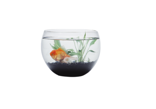 akvariumi_halak_374.png