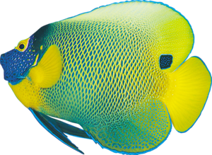 akvariumi_halak_38.png