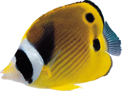 akvariumi_halak_380.png