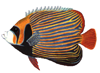 akvariumi_halak_384.png