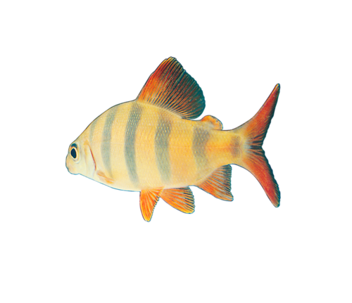 akvariumi_halak_388.png
