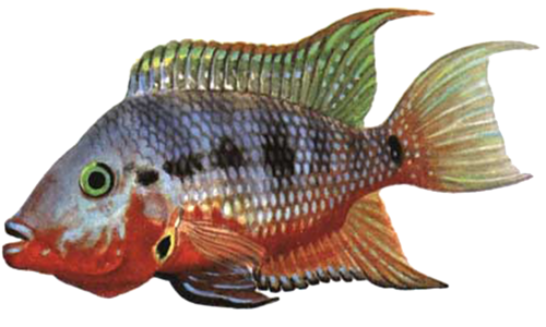 akvariumi_halak_39.png