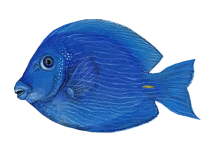 akvariumi_halak_41.png