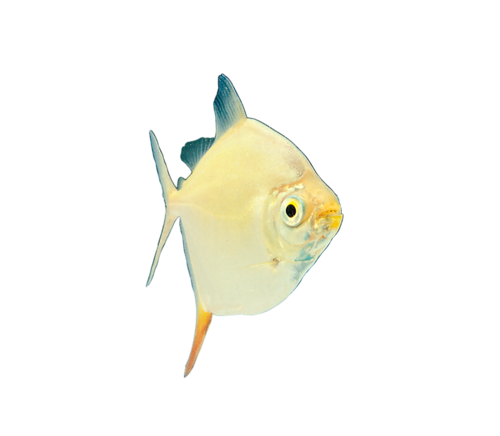 akvariumi_halak_412.png