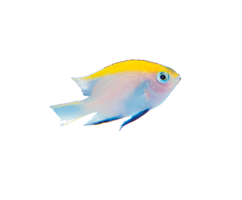 akvariumi_halak_414.png