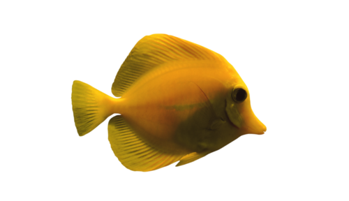 akvariumi_halak_415.png