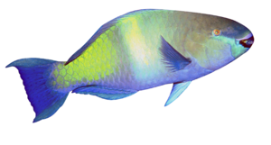 akvariumi_halak_42.png