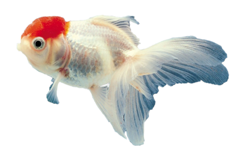 akvariumi_halak_420.png