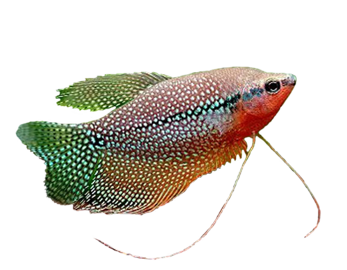 akvariumi_halak_422.png