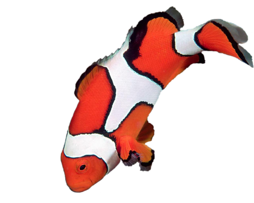 akvariumi_halak_424.png