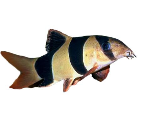 akvariumi_halak_426.png