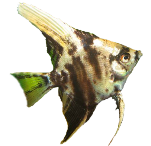 akvariumi_halak_427.png