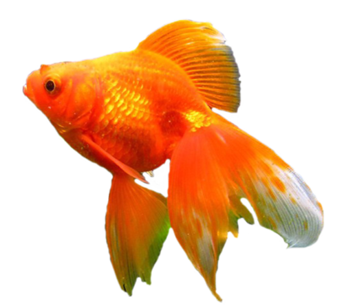 akvariumi_halak_428.png