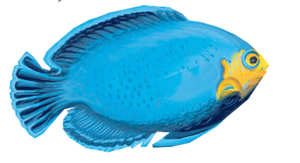 akvariumi_halak_43.png