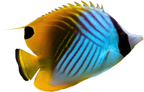 akvariumi_halak_439.png