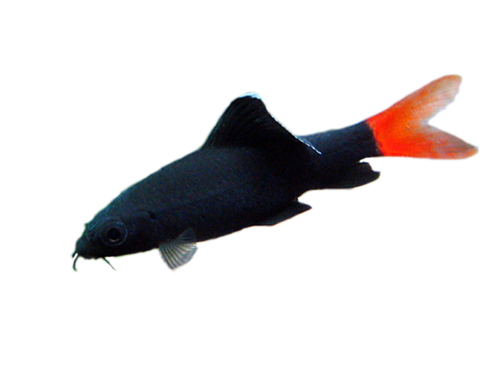 akvariumi_halak_440.png