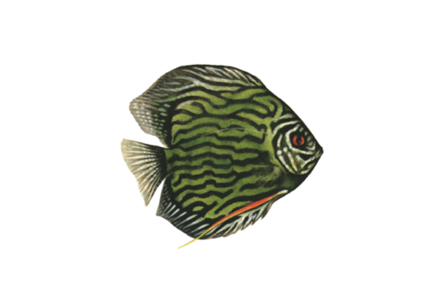 akvariumi_halak_441.png
