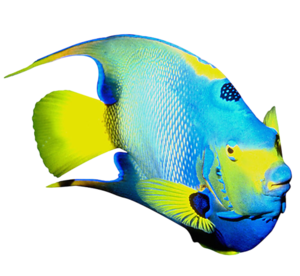 akvariumi_halak_45.png