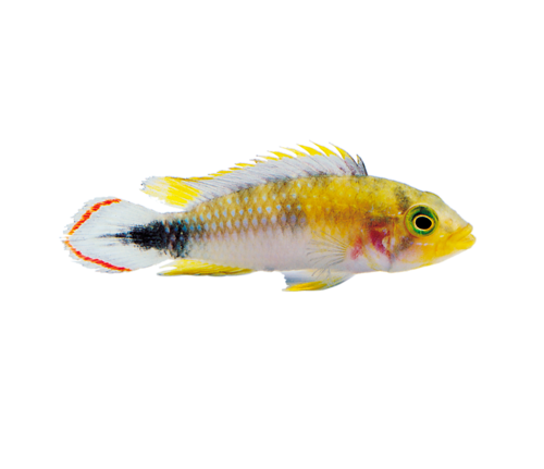 akvariumi_halak_455.png