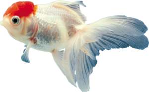 akvariumi_halak_46.png
