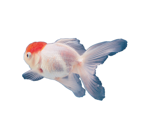 akvariumi_halak_461.png
