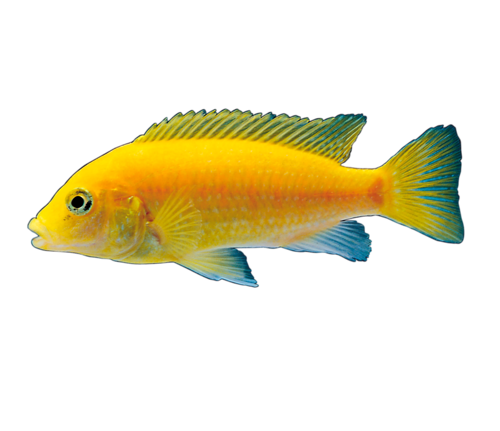 akvariumi_halak_463.png