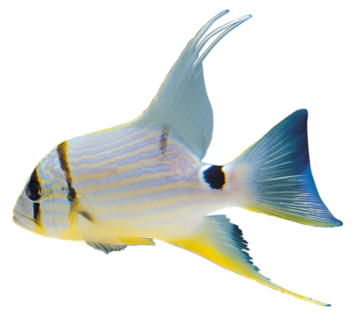 akvariumi_halak_465.png