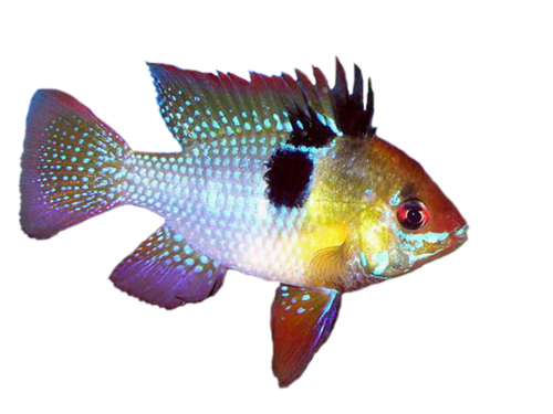 akvariumi_halak_466.png