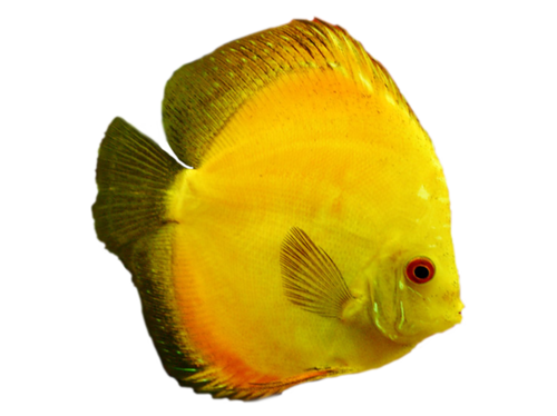 akvariumi_halak_468.png