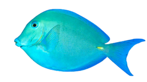 akvariumi_halak_47.png