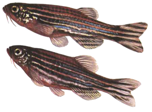 akvariumi_halak_471.png
