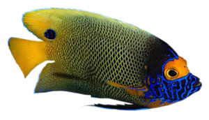 akvariumi_halak_48.png