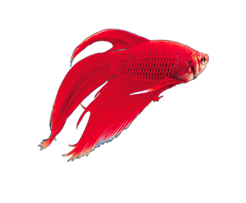 akvariumi_halak_483.png