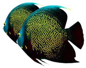akvariumi_halak_50.png