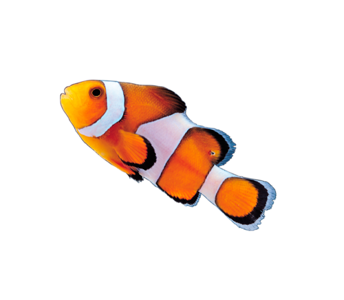 akvariumi_halak_501.png