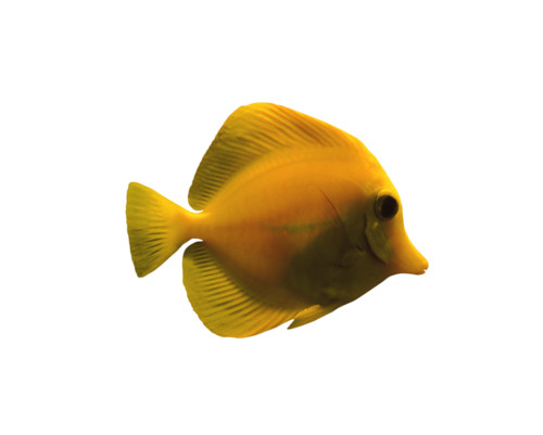 akvariumi_halak_509.png