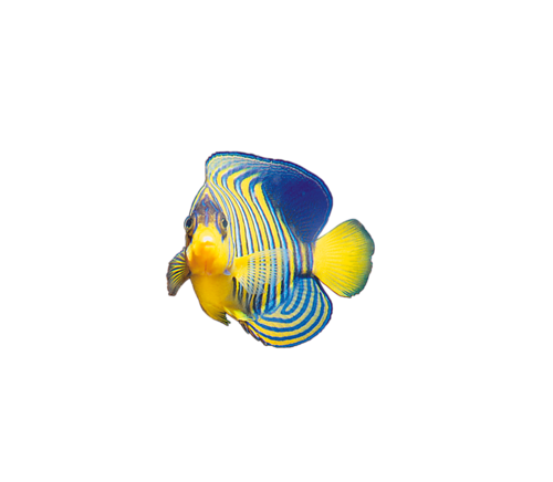 akvariumi_halak_519.png
