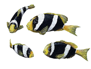 akvariumi_halak_52.png