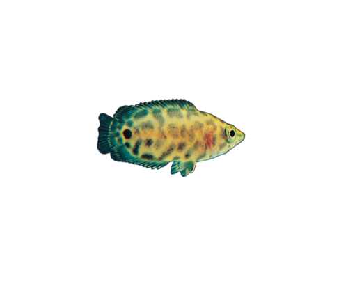 akvariumi_halak_522.png