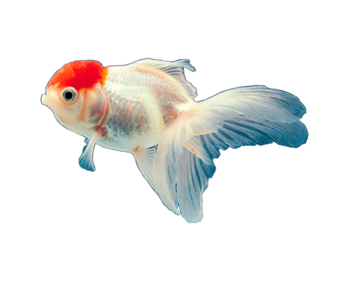 akvariumi_halak_525.png