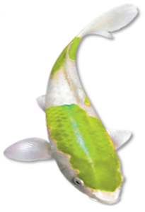 akvariumi_halak_53.png