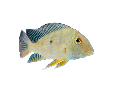 akvariumi_halak_534.png