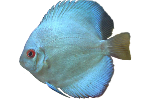 akvariumi_halak_537.png