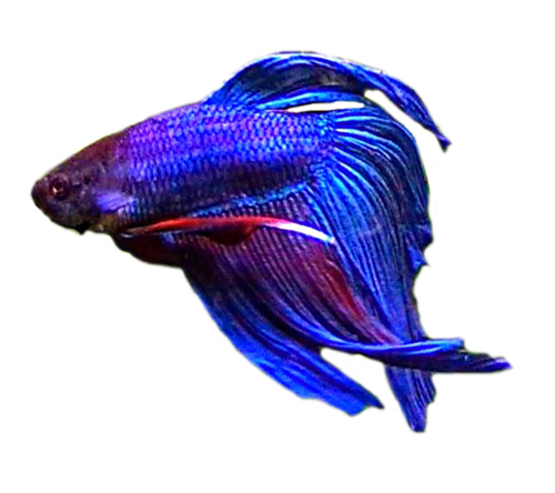 akvariumi_halak_539.png