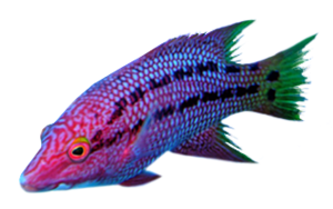 akvariumi_halak_54.png