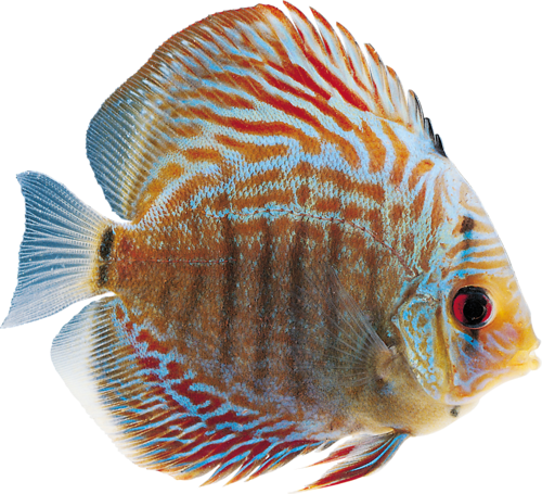 akvariumi_halak_554.png